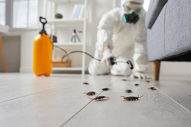 Commercial Kitchen Cockroach Control in Foscoe